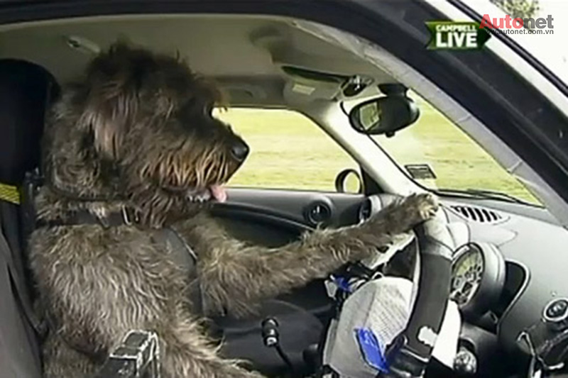 1 trong 3 chú chó đang thực hiện màn lái xe khó tin