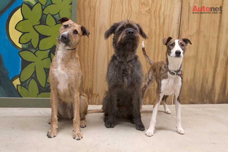 Porter, Monty và Ginny trong dự án đặc biệt của SPCA