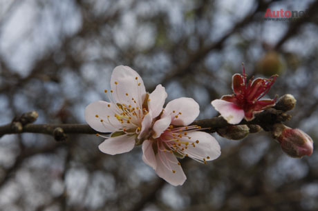 Mùa xuân, Mai Châu như tràn ngập sắc màu của hoa mai, hoa mận, hoa đào...