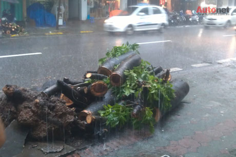 Khu vực cây đổ vào 1h30 sáng ngày 8/8  trước số nhà 101 phố Bà Triệu