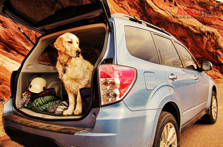 Những chú chó sẽ an toàn hơn khi ngồi trong một chiếc Subaru trong tương lai
