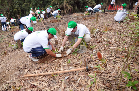 Dự án tiến hành trồng rừng phủ xanh 490 ha rừng